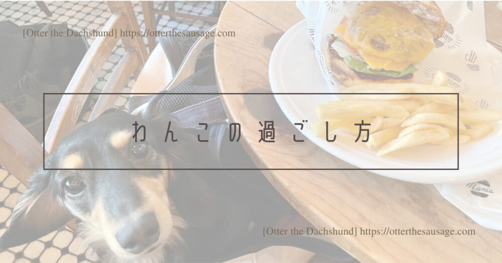 Blog Header image_犬とお出かけ_犬連れお出かけ_犬と食事_東京広尾_Burger Mania_Otter the Dachshund_わんこの過ごし方